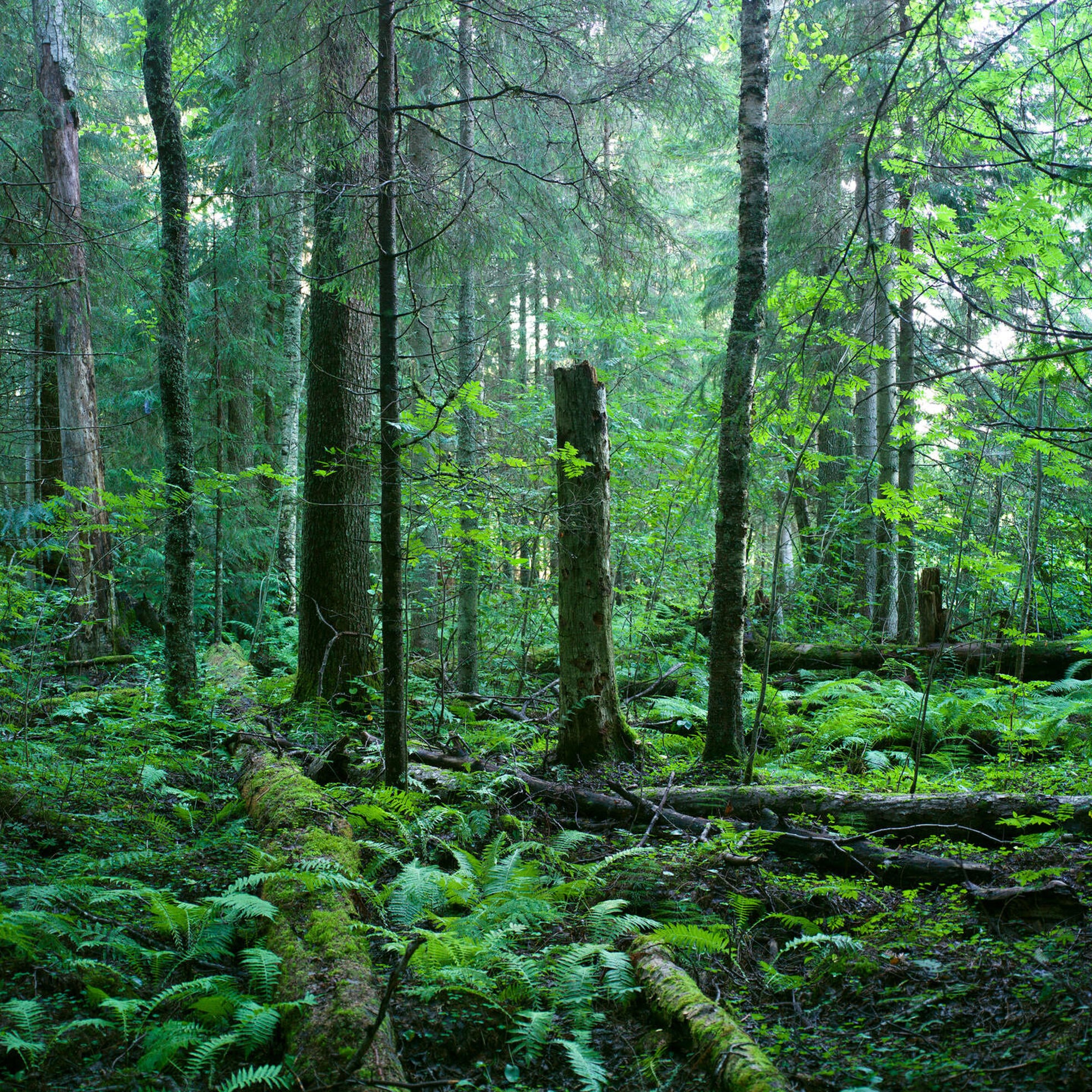 More than a thousand hectares of forest offered for conservation